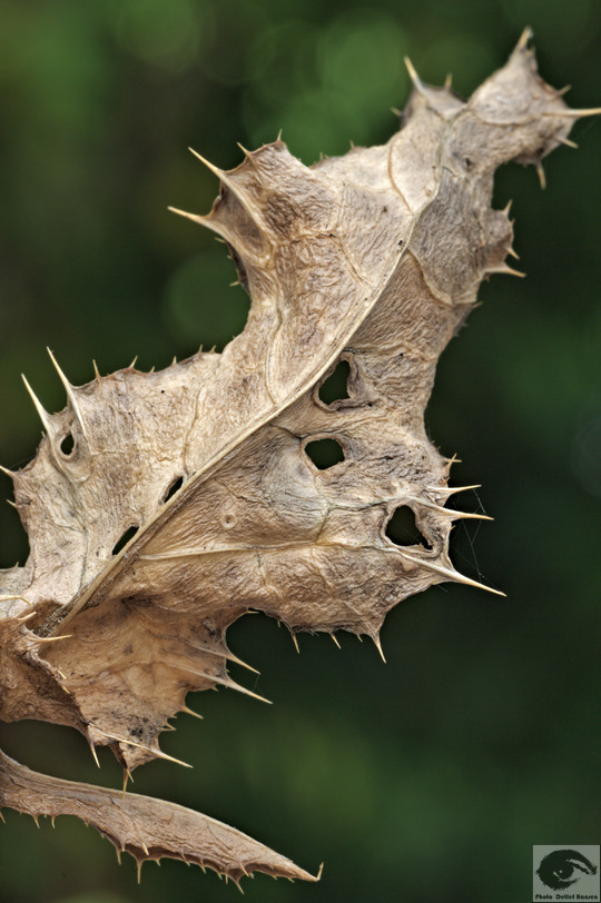  MG 3579 welke Blumen